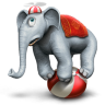 Circus elephant