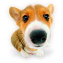 Puppy puppies hound dog corgi pet animal