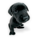 Puppy puppies hound labrador dog yellow labrador westie black labrador animal pet