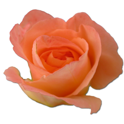 Birthday flower love valentine peach rose