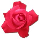 Love birthday flower valentine cerise rose