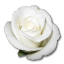 Birthday flower love valentine white rose