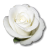 Birthday flower love valentine white rose