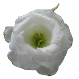 Love birthday flower valentine white rose wild