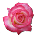 Birthday rose for kdc kdc rose love flower valentine rose