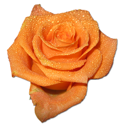 Birthday flower love valentine orange rose