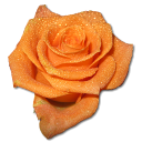 Birthday flower love valentine orange rose