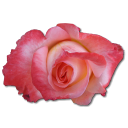 Love birthday flower valentine china rose