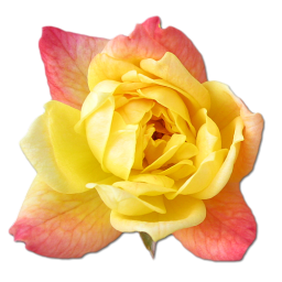 Birthday flower love valentine yellow rose