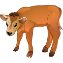 Calf