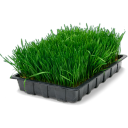 Wheatgrass tray