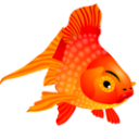 Fish animal