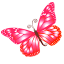 Butterfly pink animal lotus blossom