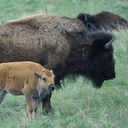 Bison