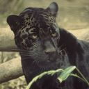 Panther