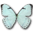 Mint morpho butterfly