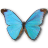 Morpho absoloni butterfly