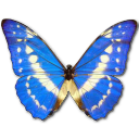 Morpho cypres butterfly