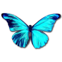 Rhetenor morpho butterfly