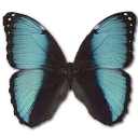 Morpho pseudogamedes butterfly