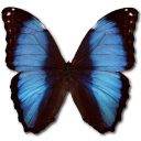 Morpho deidamia erica butterfly