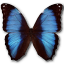 Morpho deidamia erica butterfly