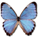 Morpho partis thamyris butterfly