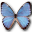 Morpho partis thamyris butterfly