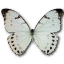 Morpho luna butterfly