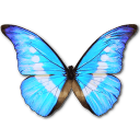 Morpho helena personal butterfly