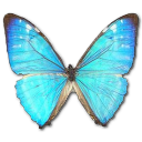 Morpho zephyritis butterfly