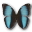 Morpho patroclus orestes butterfly