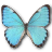 Morpho portis butterfly