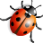 Ladybird