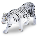 Tiger white