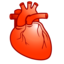 Heart cardiology