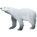 Bear polar