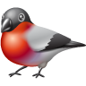 Animal bullfinch twitter bird