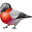 Animal bullfinch twitter bird