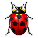 Ladybird insect bug