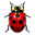 Ladybird insect bug