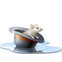 Hat rat pool chapeau mouse souris water animal eau