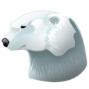 Polar animal bear