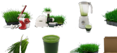 Wheatgrass